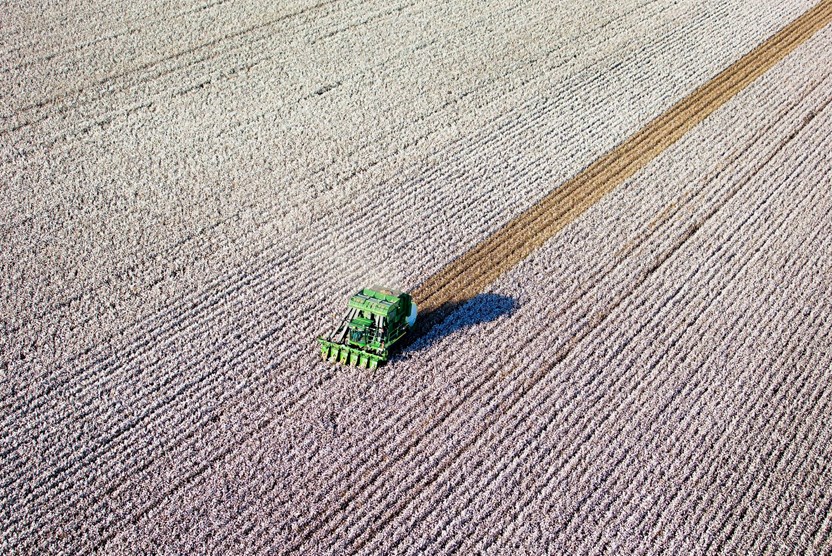 Griffith Cotton Harvest