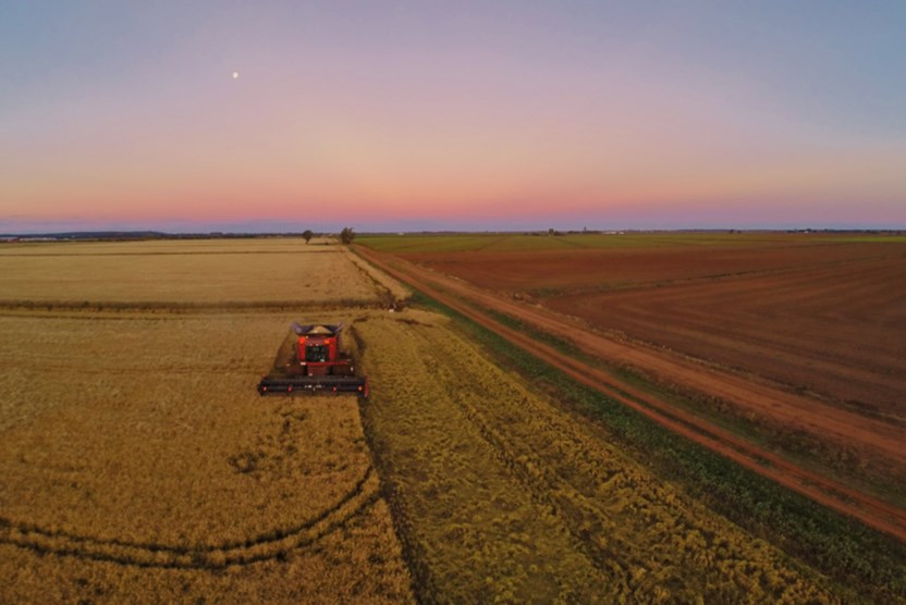 Griffith harvest